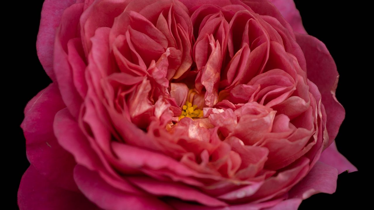 Обои лепестки, макро, роза, розовый, цветок