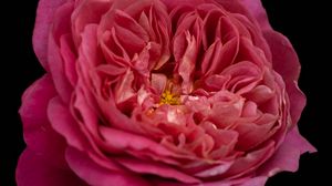Превью обои лепестки, макро, роза, розовый, цветок