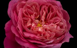 Превью обои лепестки, макро, роза, розовый, цветок