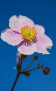 Превью обои лепестки, макро, цветок, розовый, стебель