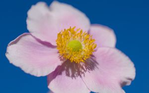 Превью обои лепестки, макро, цветок, розовый, стебель