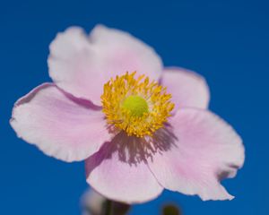Превью обои лепестки, макро, цветок, розовый, стебель