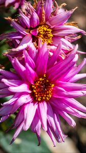 Превью обои лепестки, макро, цветы, розовый