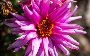 Превью обои лепестки, макро, цветы, розовый