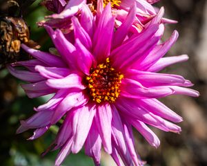 Превью обои лепестки, макро, цветы, розовый