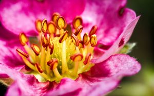 Превью обои лепестки, пыльца, макро, цветок, розовый, блюр