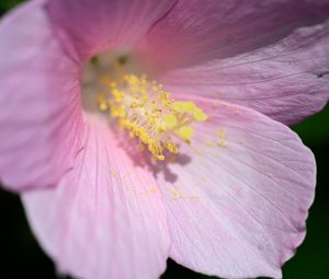 Превью обои лепестки, пыльца, цветок, розовый