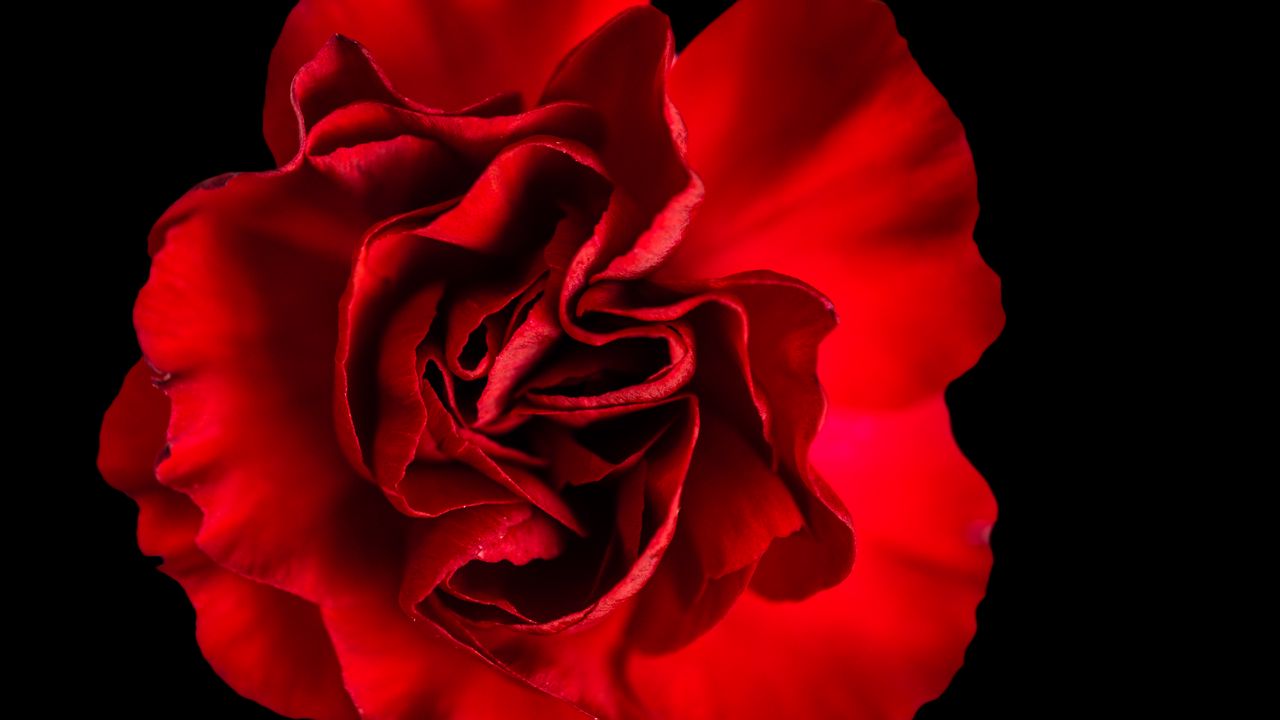 Обои лепестки, роза, красный, макро