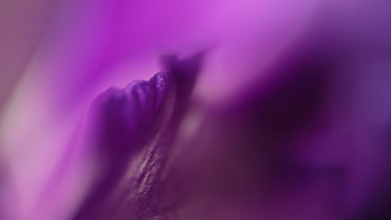 Обои лепестки, цветок, фиолетовый, макро, блюр