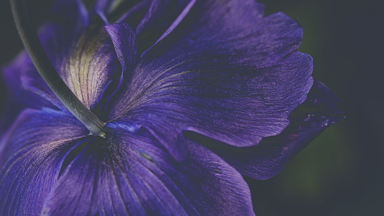 Обои лепестки, цветок, фиолетовый, макро