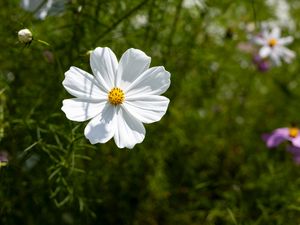 Превью обои лепестки, цветок, лето, природа, растение, макро