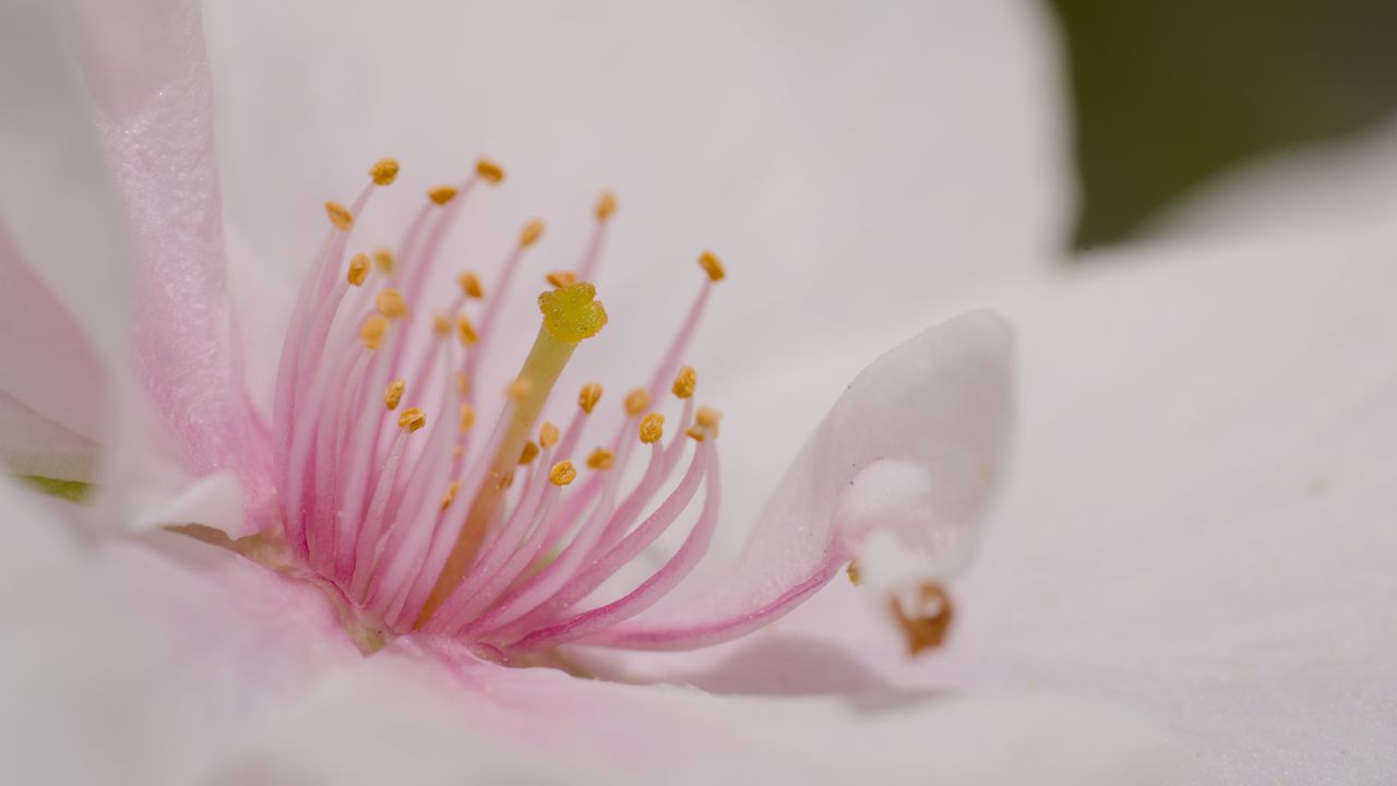 Обои лепестки, цветок, макро, розовый, пыльца