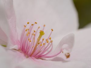 Превью обои лепестки, цветок, макро, розовый, пыльца