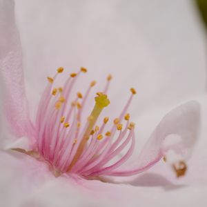 Превью обои лепестки, цветок, макро, розовый, пыльца