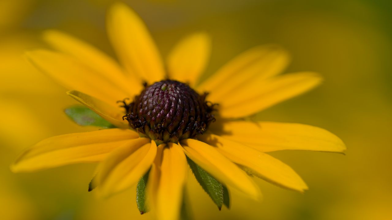 Обои лепестки, цветок, макро, желтый, блюр