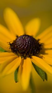 Превью обои лепестки, цветок, макро, желтый, блюр