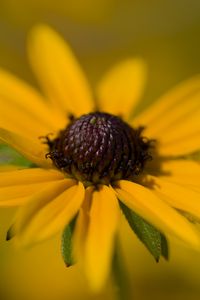 Превью обои лепестки, цветок, макро, желтый, блюр