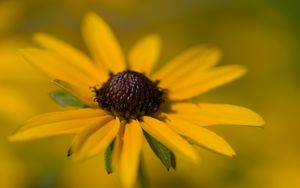 Превью обои лепестки, цветок, макро, желтый, блюр