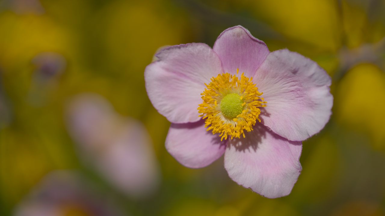 Обои лепестки, цветок, макро, розовый, растение, блюр