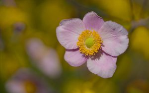 Превью обои лепестки, цветок, макро, розовый, растение, блюр