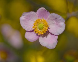 Превью обои лепестки, цветок, макро, розовый, растение, блюр