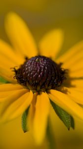 Превью обои лепестки, цветок, макро, блюр, желтый