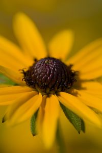 Превью обои лепестки, цветок, макро, блюр, желтый