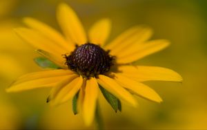 Превью обои лепестки, цветок, макро, блюр, желтый