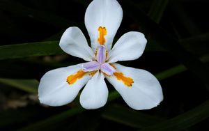 Превью обои лепестки, цветок, макро, листья, белый, блюр