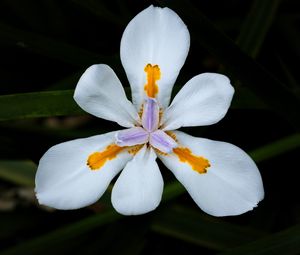 Превью обои лепестки, цветок, макро, листья, белый, блюр