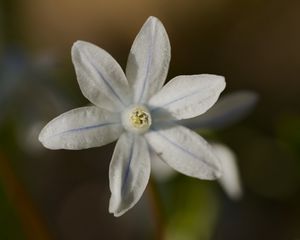 Превью обои лепестки, цветок, макро, растение, природа