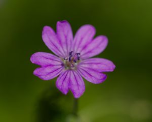 Превью обои лепестки, цветок, макро, природа, растение