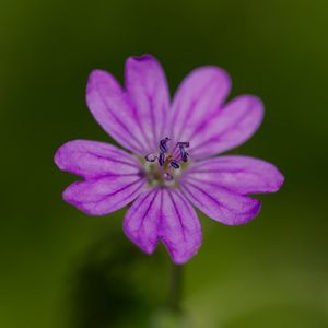 Превью обои лепестки, цветок, макро, природа, растение