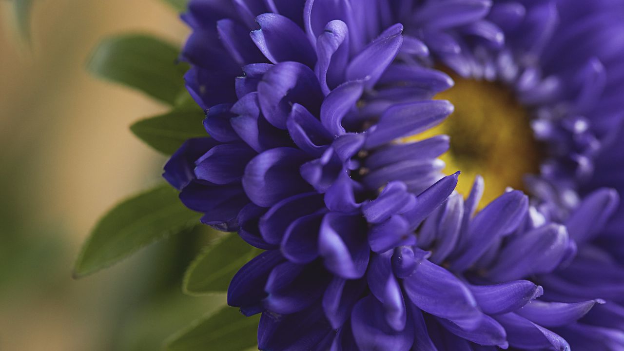 Обои лепестки, цветок, макро, синий