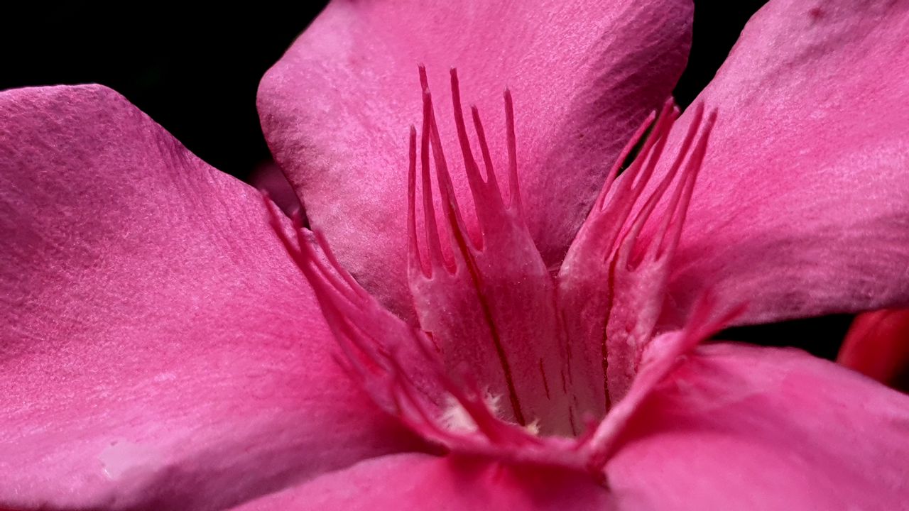 Обои лепестки, цветок, макро, розовый, бархат