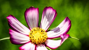 Превью обои лепестки, цветок, пыльца, макро, стебли