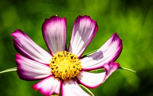 Превью обои лепестки, цветок, пыльца, макро, стебли