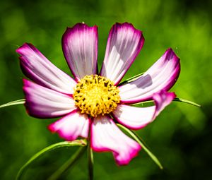 Превью обои лепестки, цветок, пыльца, макро, стебли