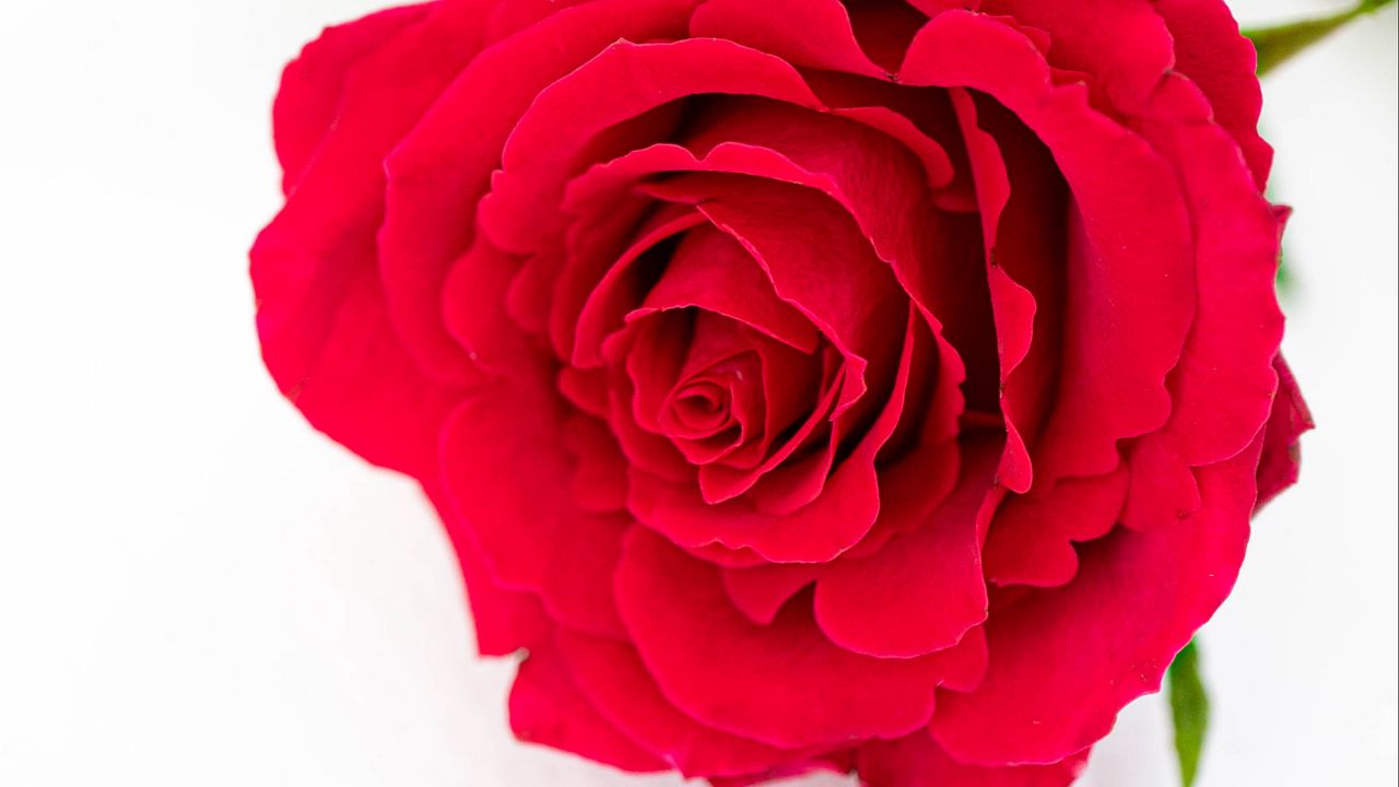 Обои лепестки, цветок, роза, красный, растение