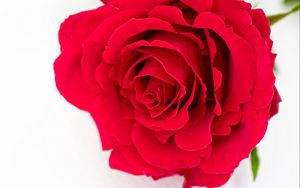 Превью обои лепестки, цветок, роза, красный, растение