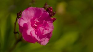 Превью обои лепестки, цветок, роза, розовый, макро