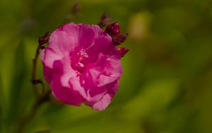 Превью обои лепестки, цветок, роза, розовый, макро