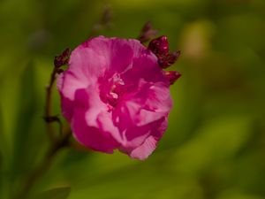 Превью обои лепестки, цветок, роза, розовый, макро
