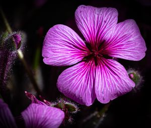 Превью обои лепестки, цветы, бутоны, фиолетовый, макро