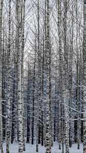 Превью обои лес, березы, деревья, снег, зима, природа