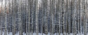 Превью обои лес, березы, деревья, снег, зима, природа