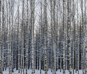 Превью обои лес, березы, деревья, снег, зима, природа