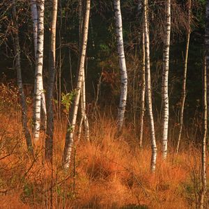 Превью обои лес, березы, деревья, осень, природа