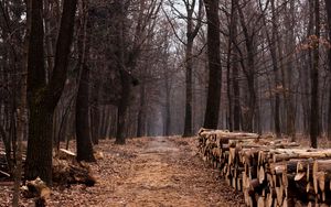 Превью обои лес, бревна, дрова, деревья, осень, пни