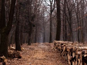 Превью обои лес, бревна, дрова, деревья, осень, пни